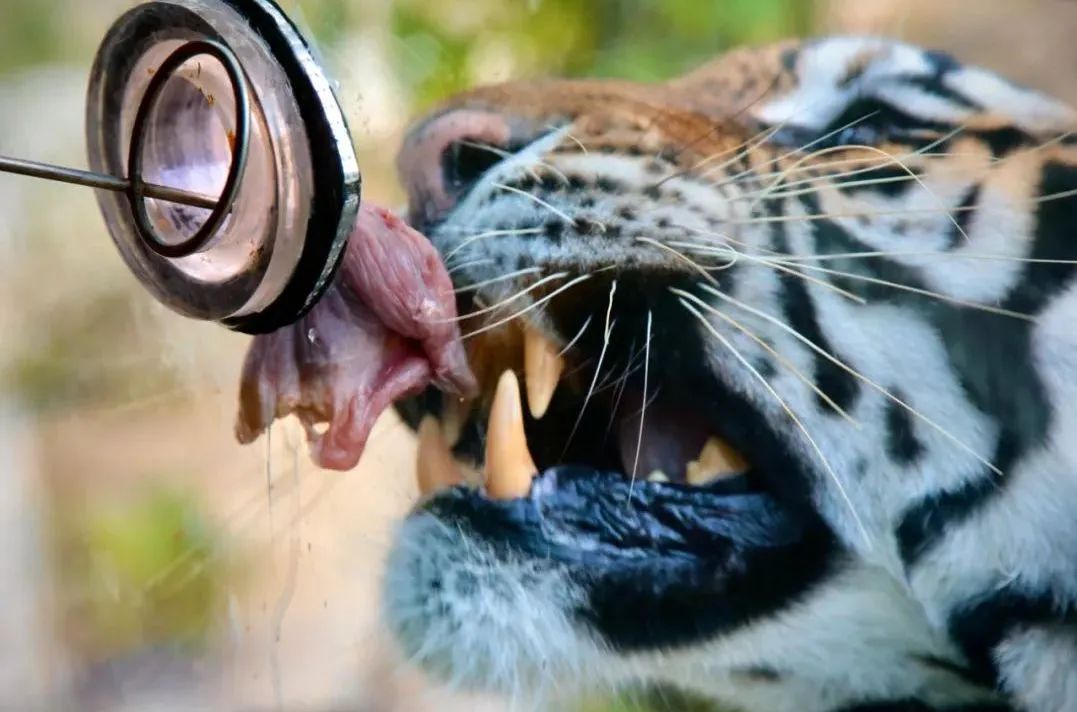 所有郑州人免费了！亿万先生MR观光车带你嗨玩竹海野生动物园！