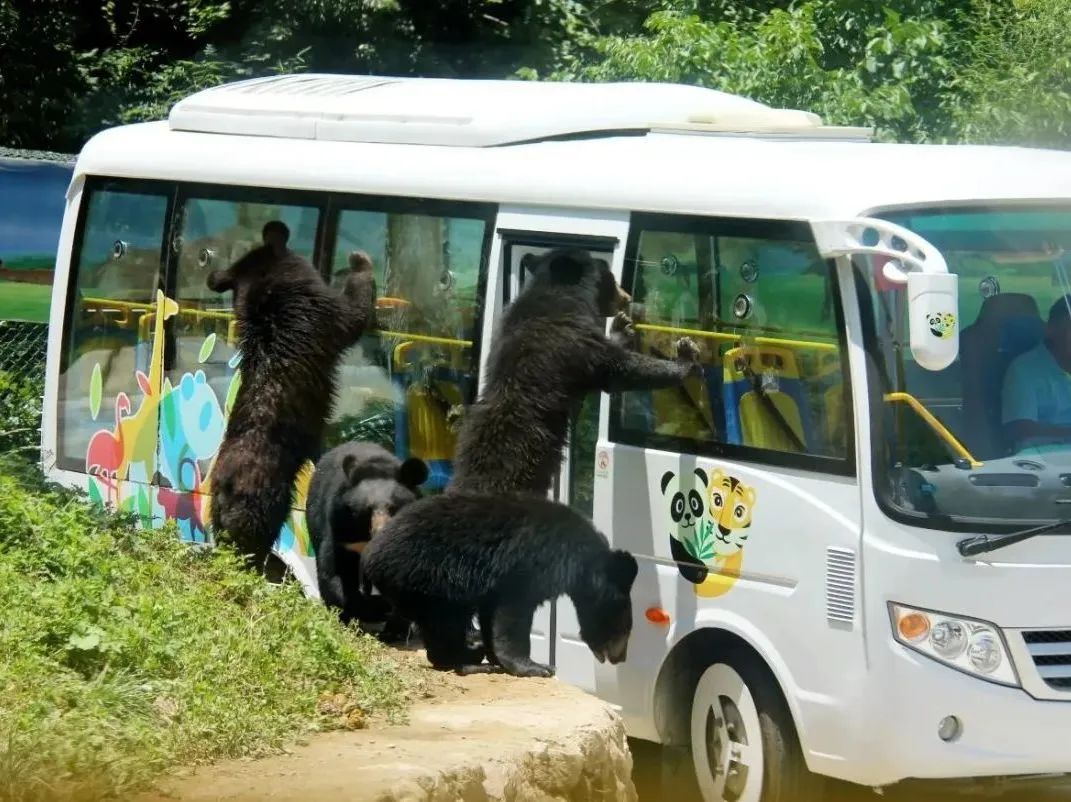 所有郑州人免费了！亿万先生MR观光车带你嗨玩竹海野生动物园！