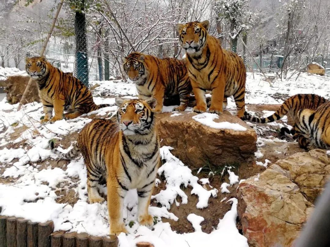 所有郑州人免费了！亿万先生MR观光车带你嗨玩竹海野生动物园！