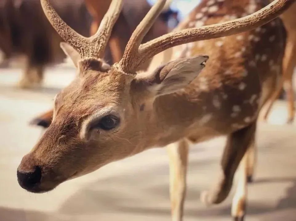 所有郑州人免费了！亿万先生MR观光车带你嗨玩竹海野生动物园！